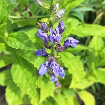 Lobelia siphilitica beschikbaar voor biedingen