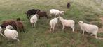 Ouessant schapen ooien met ooilam, Dieren en Toebehoren, Schapen, Geiten en Varkens, Vrouwelijk, Schaap, 0 tot 2 jaar