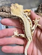 1.0 Wimpergekko 2024, Dieren en Toebehoren, Reptielen en Amfibieën, Hagedis, 0 tot 2 jaar
