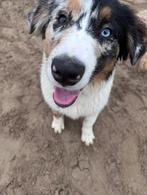 Australian Shepherd teefje Daisy, Dieren en Toebehoren, CDV (hondenziekte), 1 tot 2 jaar, Teef, Eén hond