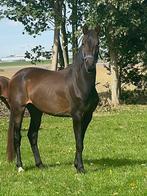 3 jarige KWPN merrie, Ophalen, Zo goed als nieuw