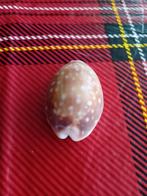 Kauri schelp, Ophalen, Gebruikt, Overige soorten, Beeldje of Figuurtje