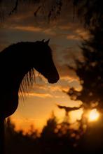 Stalhulp / groom/ verzorgster aangeboden, Dieren en Toebehoren