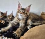 Maine coon kitten (katertje) met stamboom, Dieren en Toebehoren, Katten en Kittens | Overige Katten, Kater