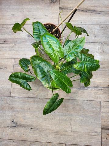Philodendron Burle Marx  beschikbaar voor biedingen
