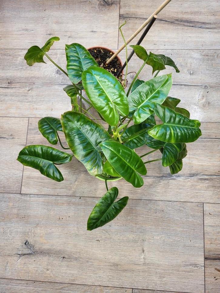 Philodendron Burle Marx, Huis en Inrichting, Kamerplanten, Minder dan 100 cm, Halfschaduw, Ophalen of Verzenden