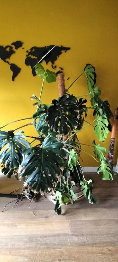 Grote Monstera Deliciosa inclusief pot, Huis en Inrichting, Kamerplanten, Halfschaduw, Ophalen