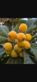 Eriobotrya japonica

/ Japanse wolmispel, Tuin en Terras, Planten | Bomen, Winter, 250 tot 400 cm, Ophalen, Volle zon