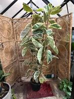Ficus elastica Tineke – 200cm, Overige soorten, 100 tot 250 cm, Zomer, Ophalen
