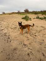 Mechelse herder teefje, Dieren en Toebehoren, Honden | Herdershonden en Veedrijvers, Rabiës (hondsdolheid), 15 weken tot 1 jaar