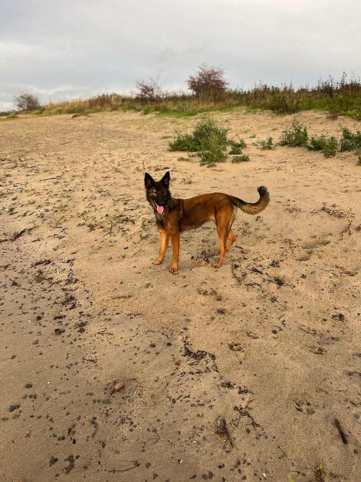 Mechelse herder teefje, Dieren en Toebehoren, Honden | Herdershonden en Veedrijvers, Teef, Herder, Particulier, Eén hond, Nederland