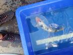 Koi, Dieren en Toebehoren, Vissen | Vijvervissen, Karper of Koi