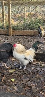 Antwerpse baardkriel haan, Dieren en Toebehoren, Pluimvee, Mannelijk, Kip