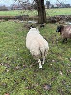 Engelse texelaar ram met booroola gen., Mannelijk, Schaap, 3 tot 5 jaar