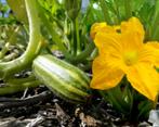 Courgette Zebra, Ophalen of Verzenden, Voorjaar, Volle zon, Zaad