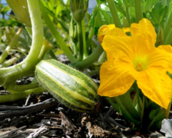Courgette Zebra, Tuin en Terras, Bloembollen en Zaden, Zaad, Voorjaar, Volle zon, Ophalen of Verzenden