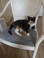 Kyra de poes, Poes