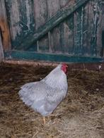 Een wyandotte haan, Dieren en Toebehoren