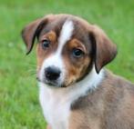 Kruising appenzeller/welsh sheep dog pups, Sheepdog, Meerdere, Meerdere dieren, Nederland