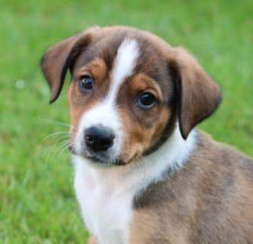 Kruising appenzeller/welsh sheep dog pups, Dieren en Toebehoren, Honden | Herdershonden en Veedrijvers, Meerdere dieren, Sheepdog