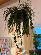 Grote Zaagcactus (Epiphyllum) - Makkelijke Kamerplant, Ophalen, Halfschaduw, Minder dan 100 cm, Groene kamerplant