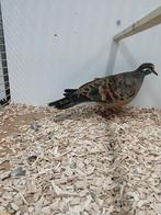 Bronsvleugel doffer, Dieren en Toebehoren, Mannelijk