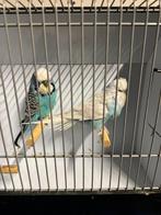 Mooi koppel engelse grasparkieten, Dieren en Toebehoren, Vogels | Parkieten en Papegaaien, Meerdere dieren, Parkiet, Geringd