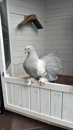 Jonge indiaanse pouwstaart sierduif, Dieren en Toebehoren, Vogels | Duiven, Geslacht onbekend, Overige soorten