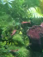 Rode vuur garnaaltjes, Dieren en Toebehoren, Vissen | Aquariumvissen, Kreeft, Krab of Garnaal