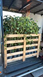 Hedera super super goedkoop lengte 100/125 zeker prijs 1,95!, Tuin en Terras, Ophalen, Vaste plant, Bloeit niet, Halfschaduw