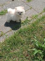 Pomeriaan pups teacup, Overige rassen, 8 tot 15 weken, Teef, Eén hond