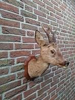 Mooi opgezet hertenkopje op schild met gewei, Ophalen of Verzenden