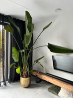 Strelitzia Nicolai met prachtige grote pot, Ophalen, 200 cm of meer, Overige soorten, Halfschaduw