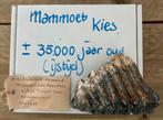 Mammoet kiez +/- 35000 jaar oud, Verzamelen, Mineralen en Fossielen, Ophalen, Fossiel