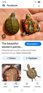 Picta belli babys en emys orbicularis, Dieren en Toebehoren, Reptielen en Amfibieën, 0 tot 2 jaar