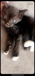 schattig   poezen, Dieren en Toebehoren, Katten en Kittens | Overige Katten, Poes