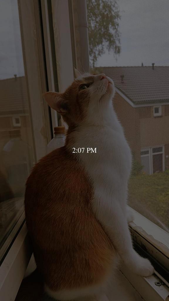 Lieve huiskat zoekt een nieuw thuis, Dieren en Toebehoren, Katten en Kittens | Raskatten | Korthaar, Poes