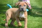 American bully pups, Rabiës (hondsdolheid), 15 weken tot 1 jaar, Overige rassen, Buitenland