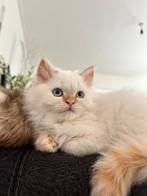 Persische poesje, Poes