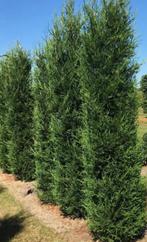 Coniferen haag, Ophalen, Conifeer, 100 tot 250 cm