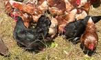Australorp hennen, Dieren en Toebehoren, Pluimvee, Vrouwelijk, Kip