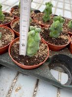Boobiecactus Myrtillocactus geometrizans Fukurokuryuzinbo, Ophalen of Verzenden, Minder dan 100 cm, Volle zon, In pot