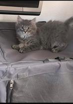 Maine coon kittens, Dieren en Toebehoren, Katten en Kittens | Raskatten | Langhaar, Kater, Ontwormd, 0 tot 2 jaar