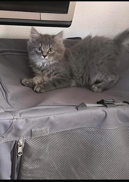 Maine coon kittens, Dieren en Toebehoren, Katten en Kittens | Raskatten | Langhaar, Kater, 0 tot 2 jaar, Ontwormd