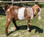Nubische bok CL/CAE VRIJ ONTHOORND, Dieren en Toebehoren, Schapen, Geiten en Varkens, Mannelijk, Geit, 0 tot 2 jaar