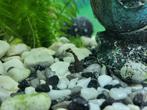 Ancistrus algeneters, Dieren en Toebehoren, Vissen | Aquariumvissen, Vis