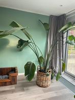 Zeer grote Strelitzia Nicolai in rieten mand, Huis en Inrichting, Overige soorten, Halfschaduw, 200 cm of meer, Ophalen