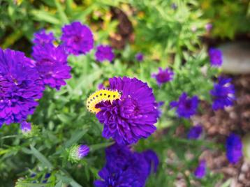Onbespoten Asters op Biologische wijze geteeld  beschikbaar voor biedingen