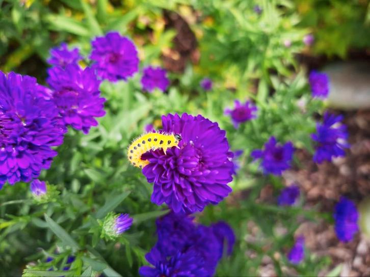 Onbespoten Asters op Biologische wijze geteeld, Tuin en Terras, Planten | Tuinplanten, Overige soorten, Volle zon, Ophalen