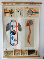 Schoolkaart Anatomische wandplaat V, Natuur en Biologie, Ophalen of Verzenden